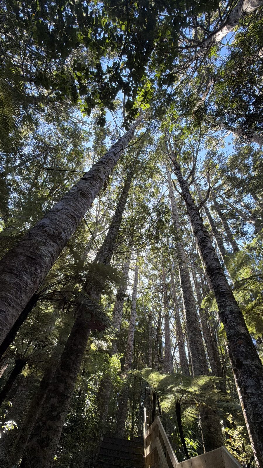 Native New Zealand forest canopy and walking steps